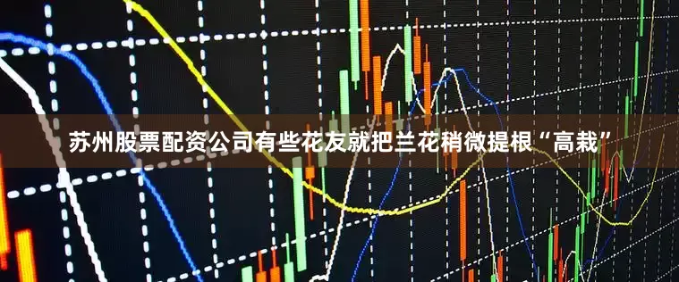 苏州股票配资公司有些花友就把兰花稍微提根“高栽”